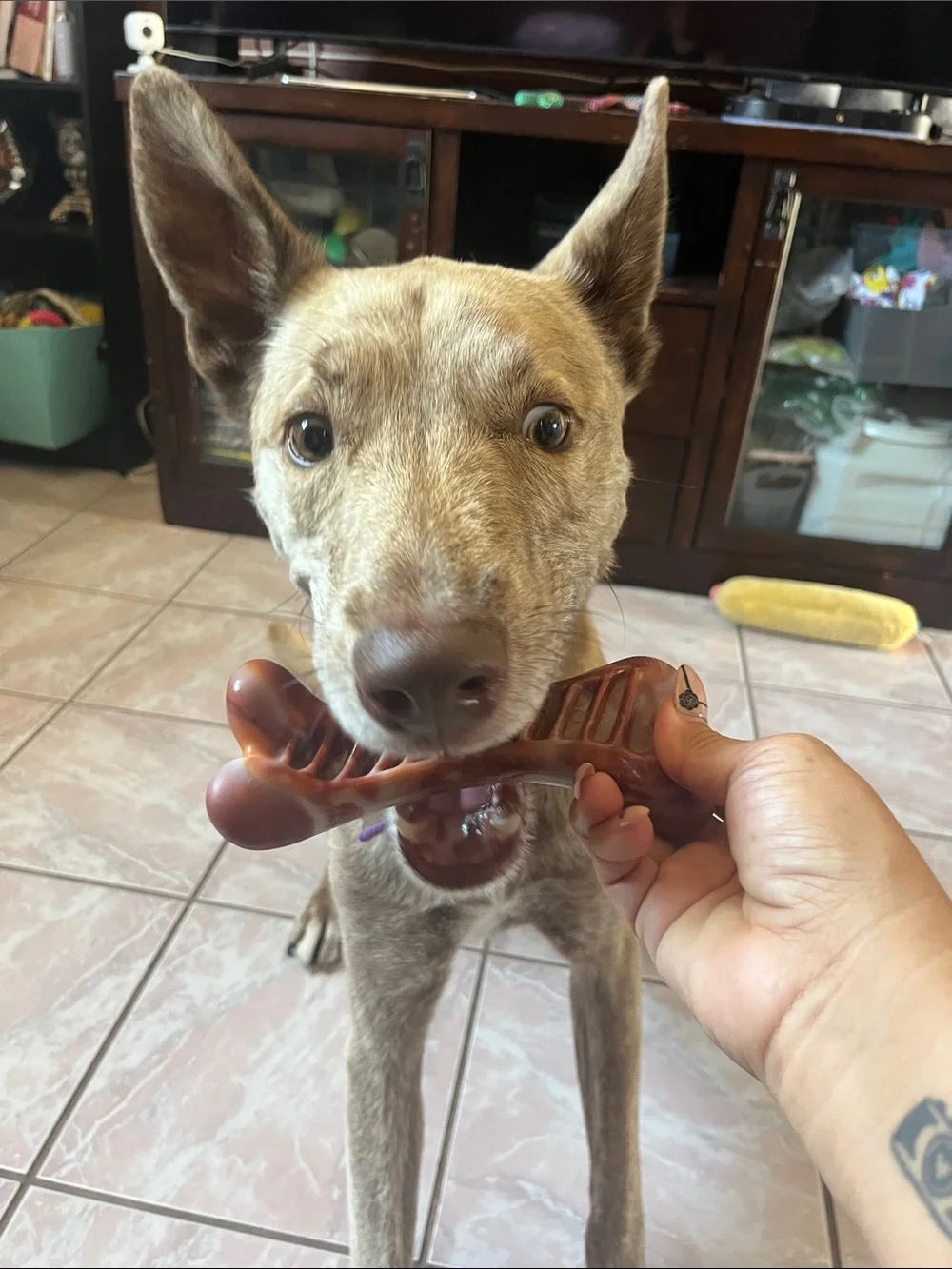 NEW Dog chew Toys 3 Pack Dog Toys for Aggressive Chewers, bacon smell.